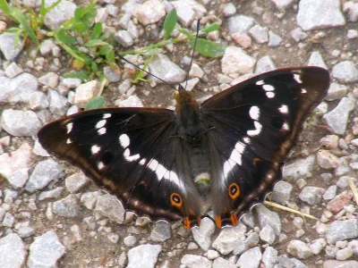 Apatura iris