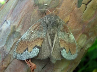 Dendrolimus pini