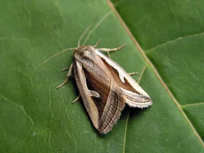 Deltote uncula