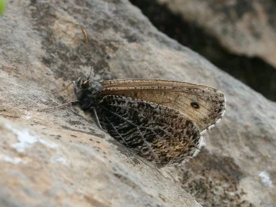Oeneis (Oeneis) glacialis