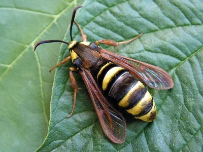 Sesia apiformis