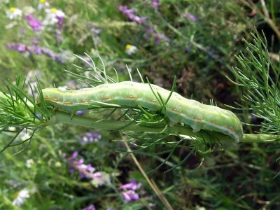 Xylena (X.) exsoleta