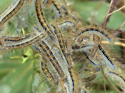 Malacosoma (Clisiocampa) castrensis