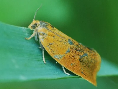 Ptycholoma lecheana