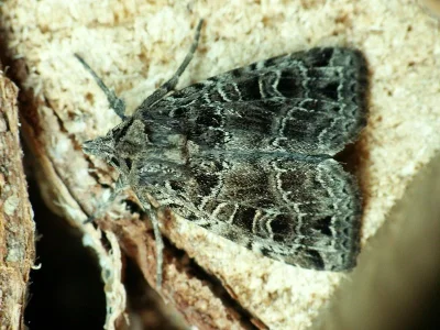 Naenia typica