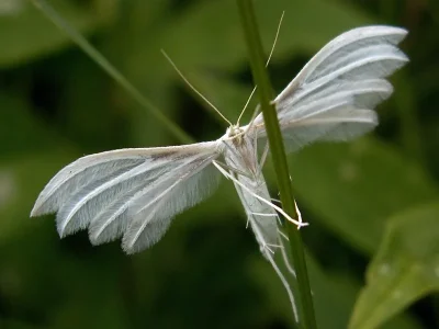 Pterophorus pentadactyla