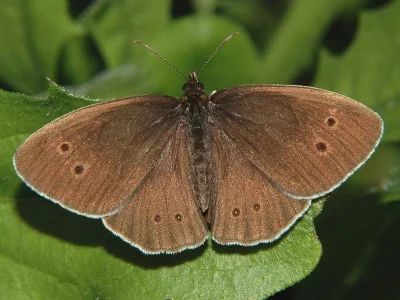 Aphantopus hyperantus
