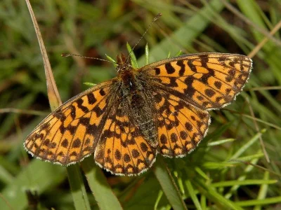Boloria (Clossiana) dia