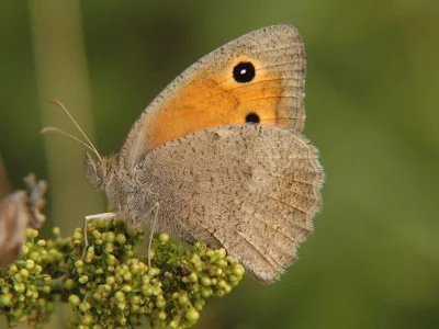 Hyponephele lycaon