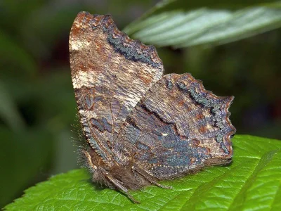 Nymphalis (Nymphalis) polychloros