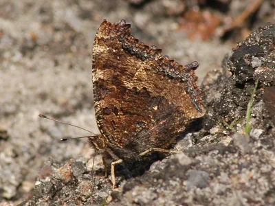 Nymphalis (Nymphalis) xanthomelas