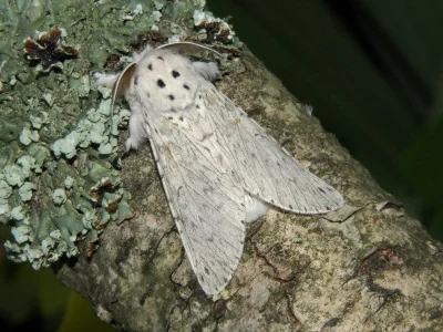 Cerura (Apocerura) erminea