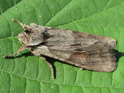 Lithophane (Lithophane) furcifera