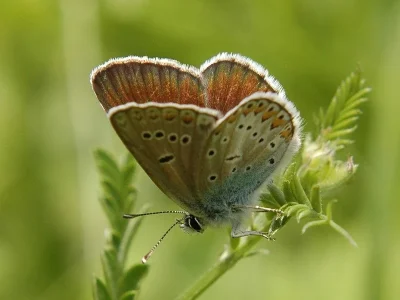Eumedonia eumedon