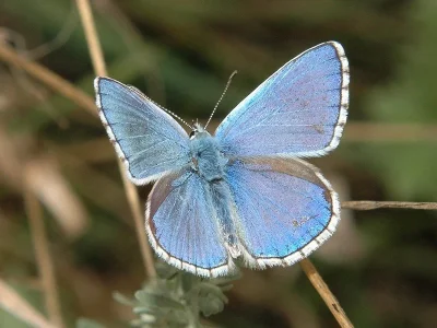 Polyommatus (Lysandra) bellargus