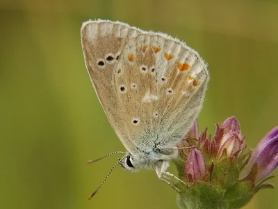 Polyommatus (Plebicula) dorylas