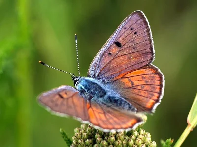 Lycaena (Thersamolycaena) alciphron
