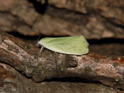 Earias clorana