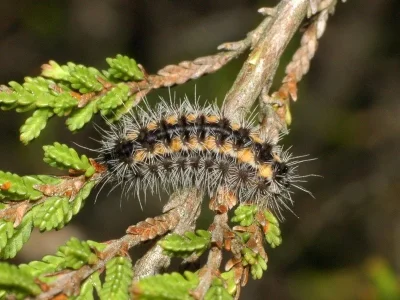 Rhagades (Rhagades) pruni