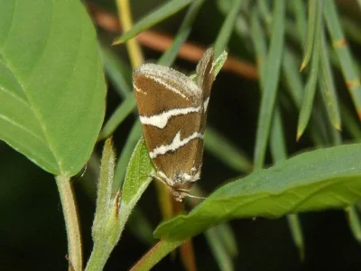 Deltote bankiana