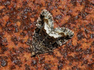 Deltote pygarga