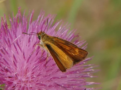 Thymelicus acteon