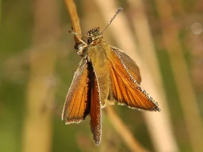 Thymelicus lineola
