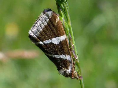 Deltote bankiana