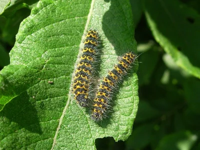 Saturnia (Eudia) pavonia