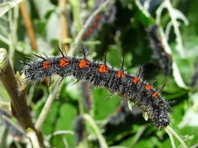 Nymphalis (N.) antiopa