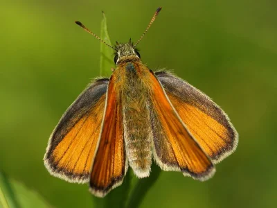 Thymelicus sylvestris