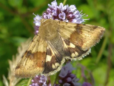 Heliothis (Heliothis) viriplaca