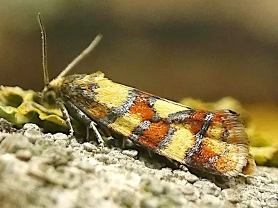 Aethes tesserana