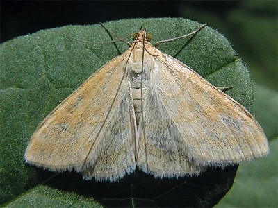Loxostege turbidalis