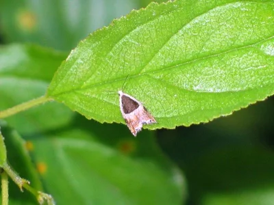 Ancylis myrtillana