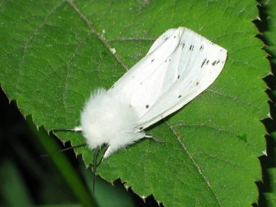 Spilosoma lubricipeda