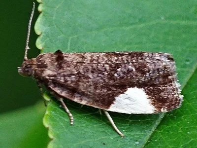 Hedya dimidiana