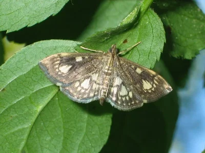 Anania stachydalis