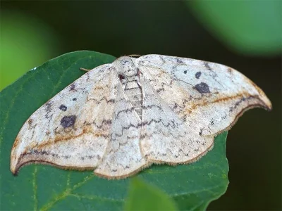 Drepana falcataria