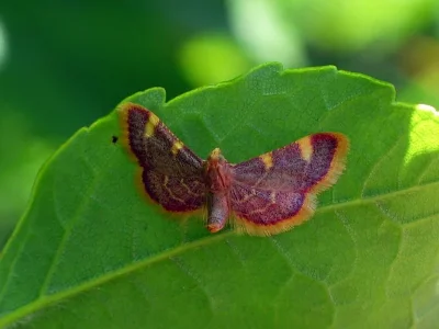 Hypsopygia costalis