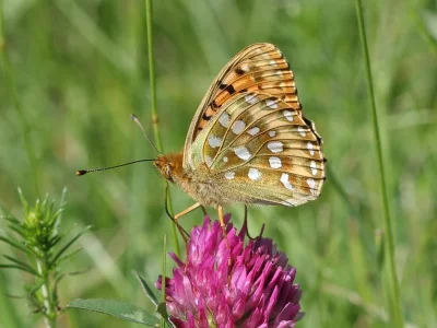 Argynnis (Speyeria) aglaja