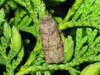 Agrotis (Agrotis) segetum