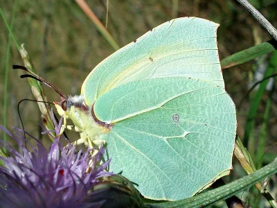 Gonepteryx cleopatra