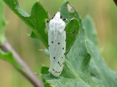 Myelois circumvoluta