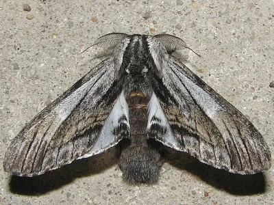 Harpyia milhauseri