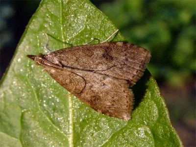 Udea prunalis
