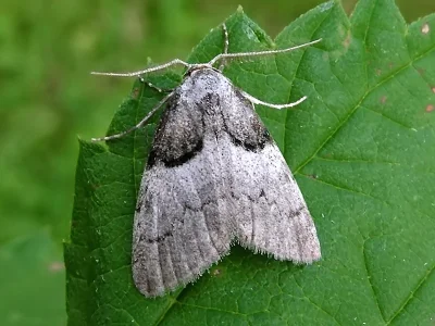 Nola (N.) cucullatella