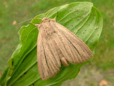 Mythimna (Mythimna) pudorina