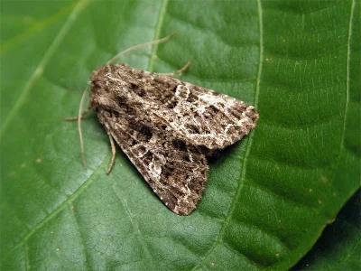 Hadena (Hadena) bicruris