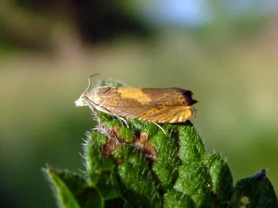 Dichrorampha vancouverana